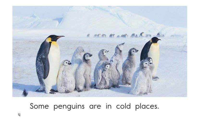All About Penguins绘本故事第4页