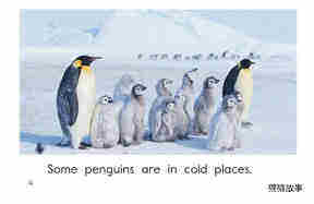 All About Penguins绘本故事第4页