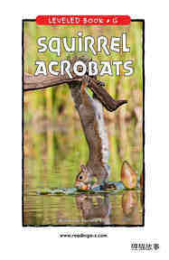 Squirrel Acrobats