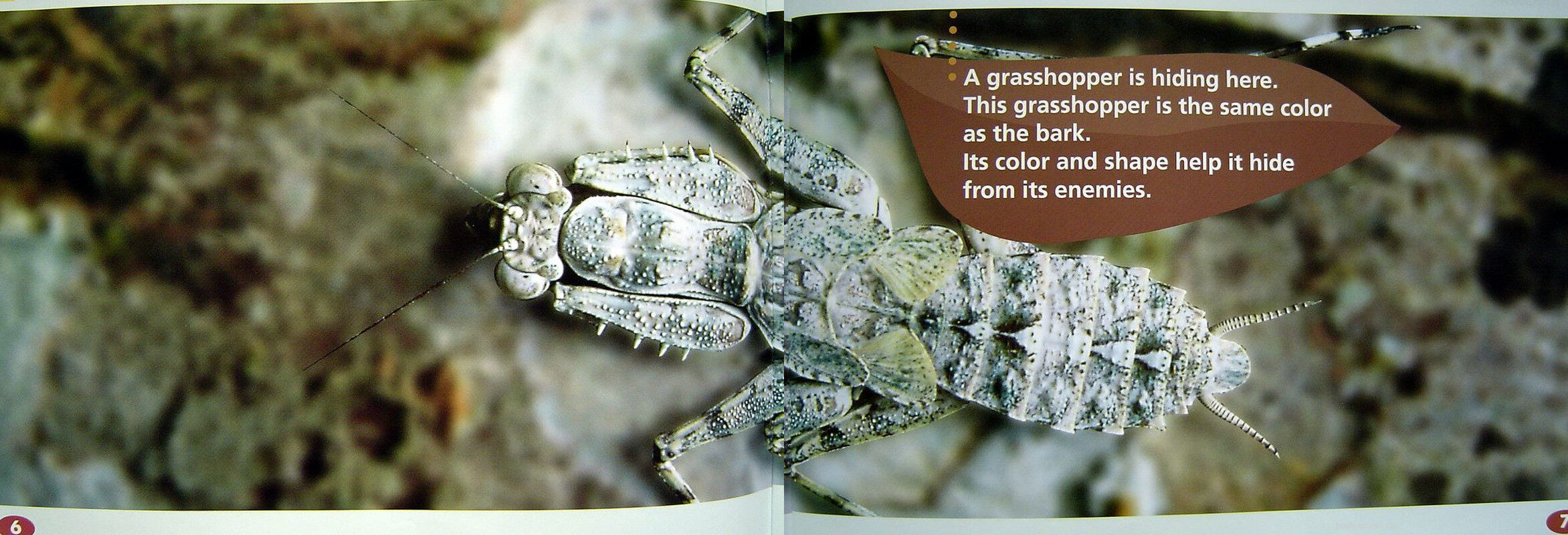 Can You See An Insect绘本故事第5页