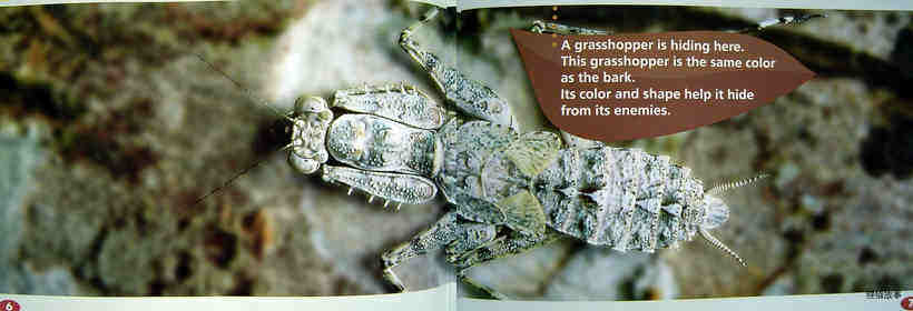 Can You See An Insect绘本故事第5页