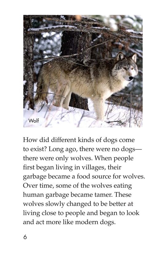 Breeds of Dogs绘本故事第5页