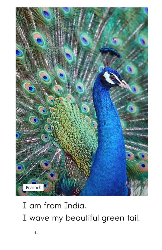 Are You From India绘本故事第4页