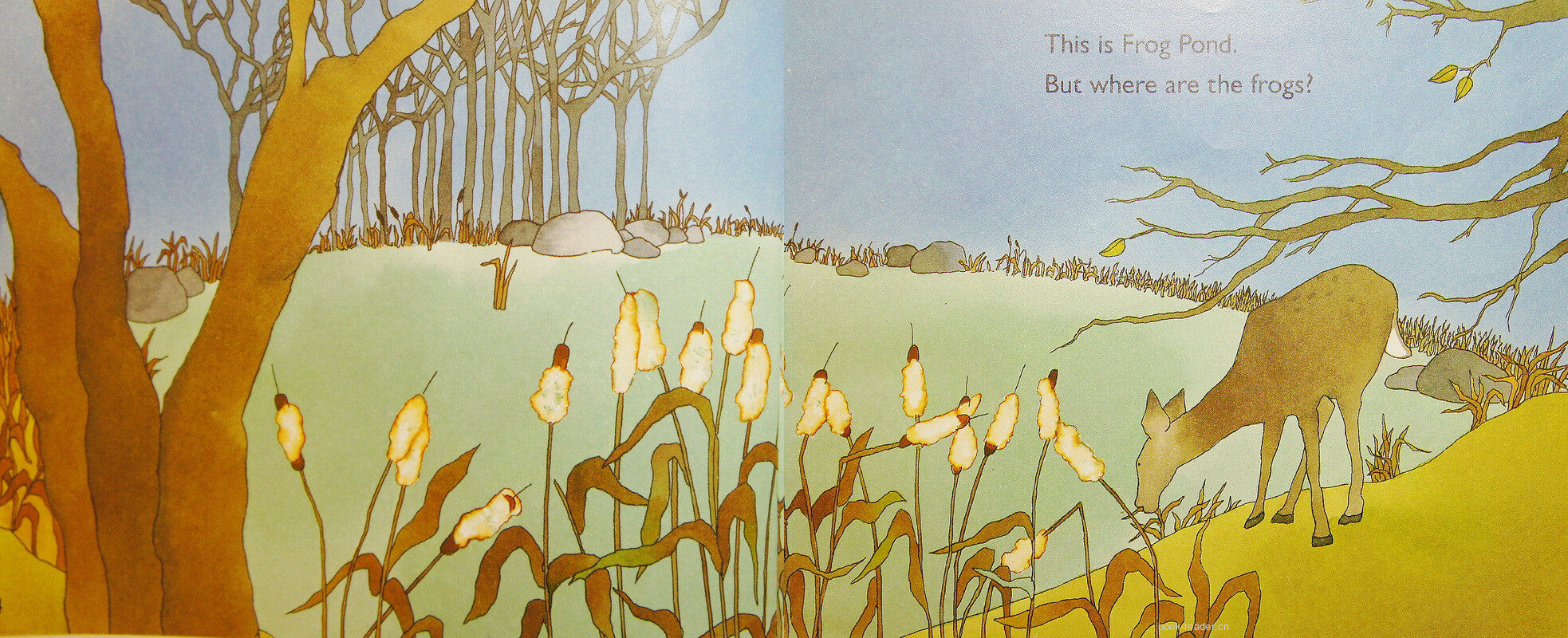 From Tadpole to FROG绘本故事第3页