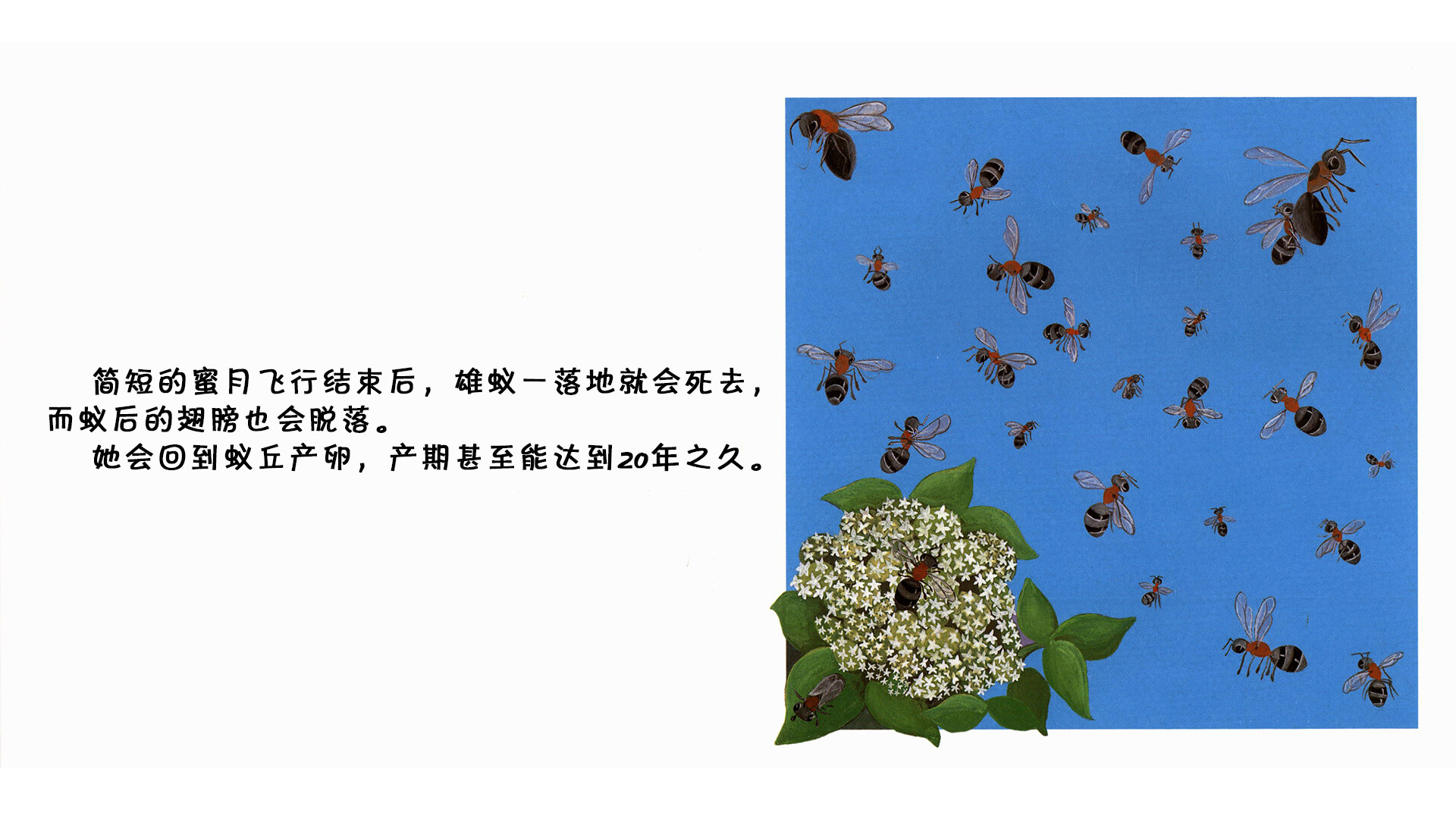 蚂蚁绘本故事第4页