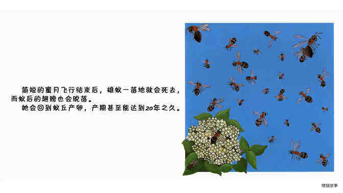 蚂蚁绘本故事第4页