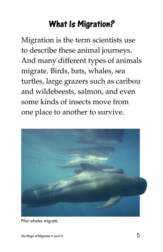 The Magic of Migration绘本故事第4页