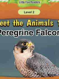 Peregrine Falcon