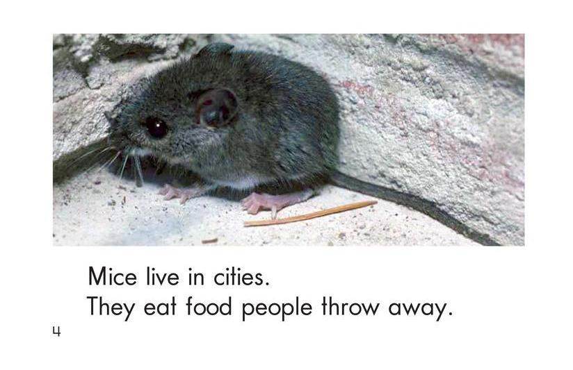 City Animals绘本故事第4页