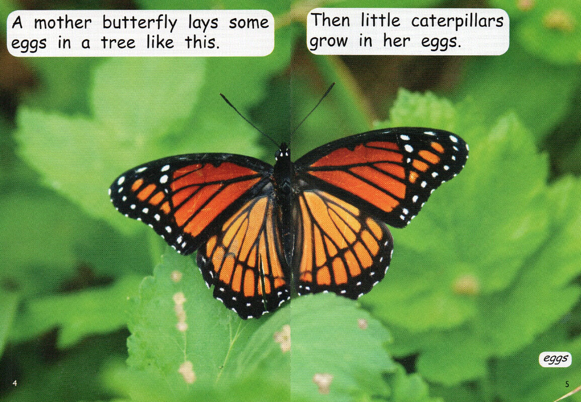caterpillar to butterfly绘本故事第4页
