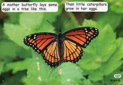 caterpillar to butterfly绘本故事第4页