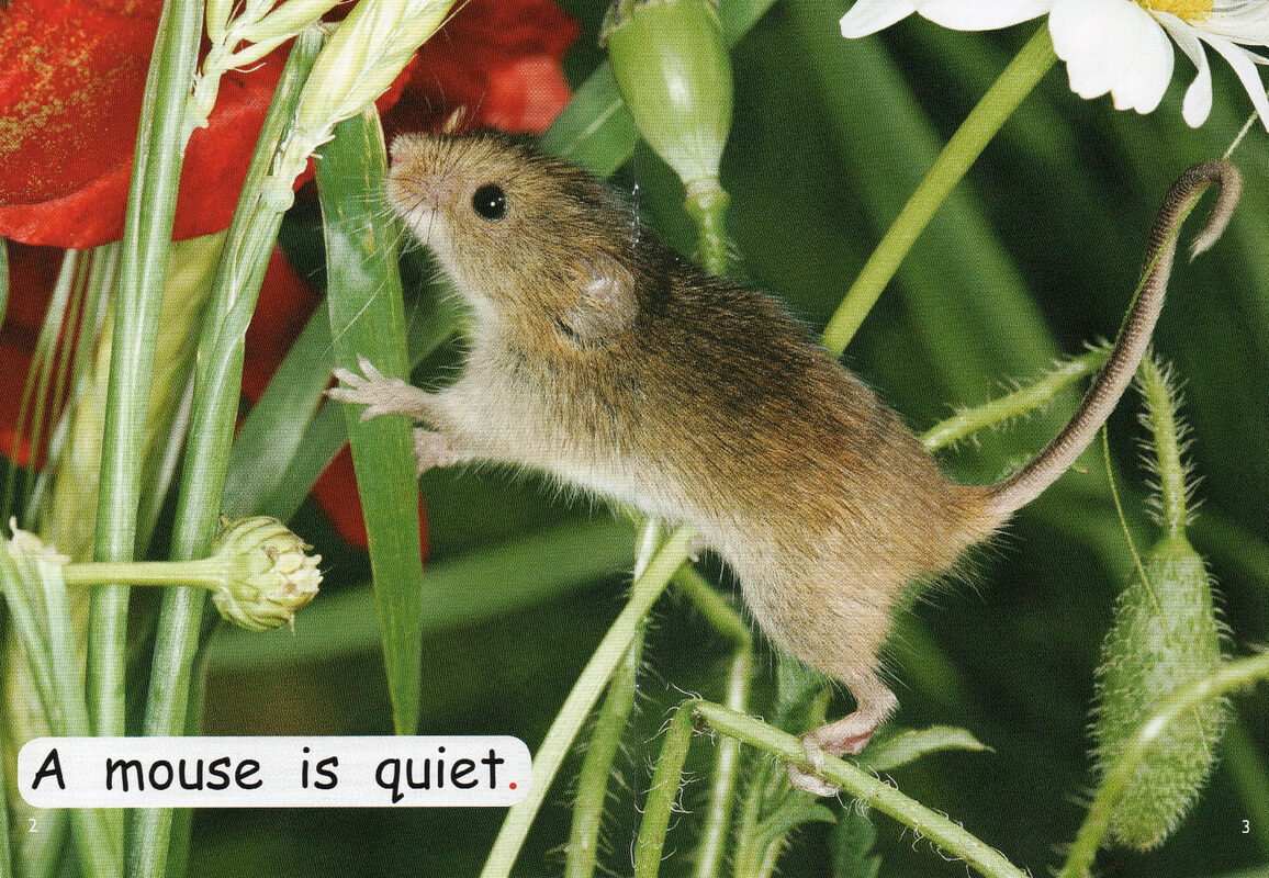 what is quiet？绘本故事第3页