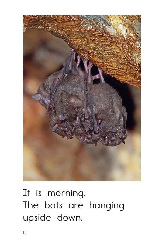 Bats Day and Night绘本故事第4页