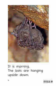 Bats Day and Night绘本故事第4页