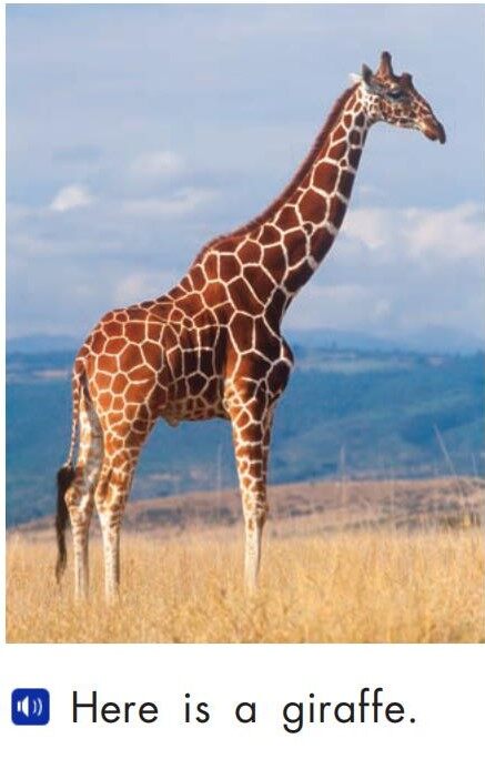 Wild animals绘本故事第4页