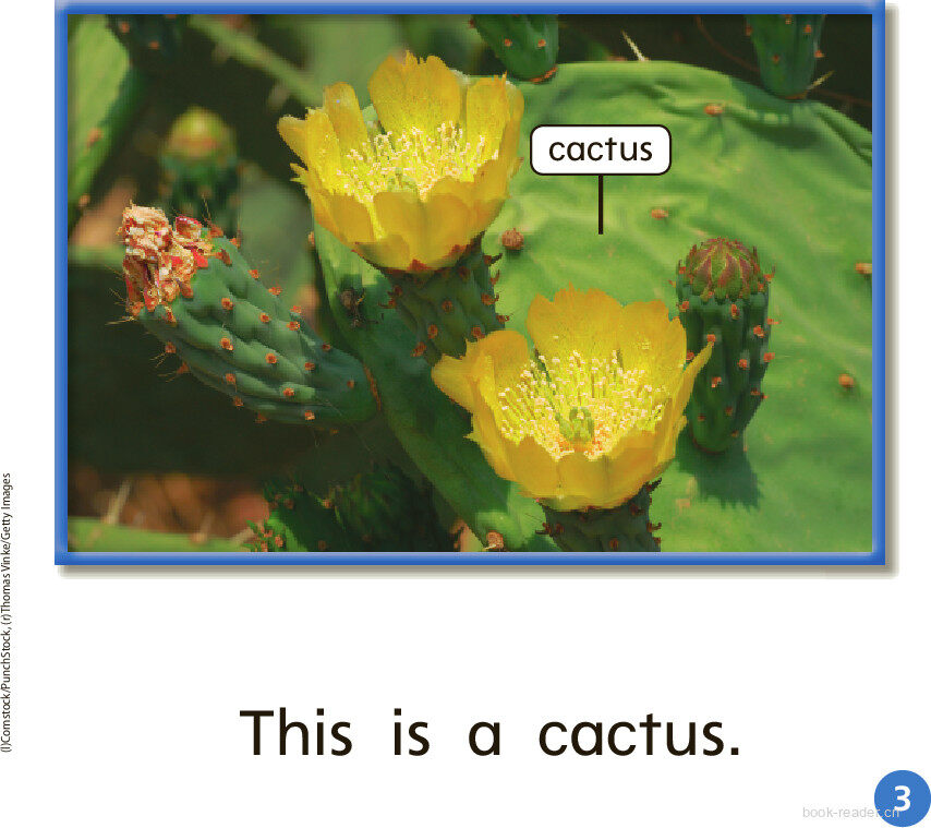 GK ELL U08W2 Places to See绘本故事第4页