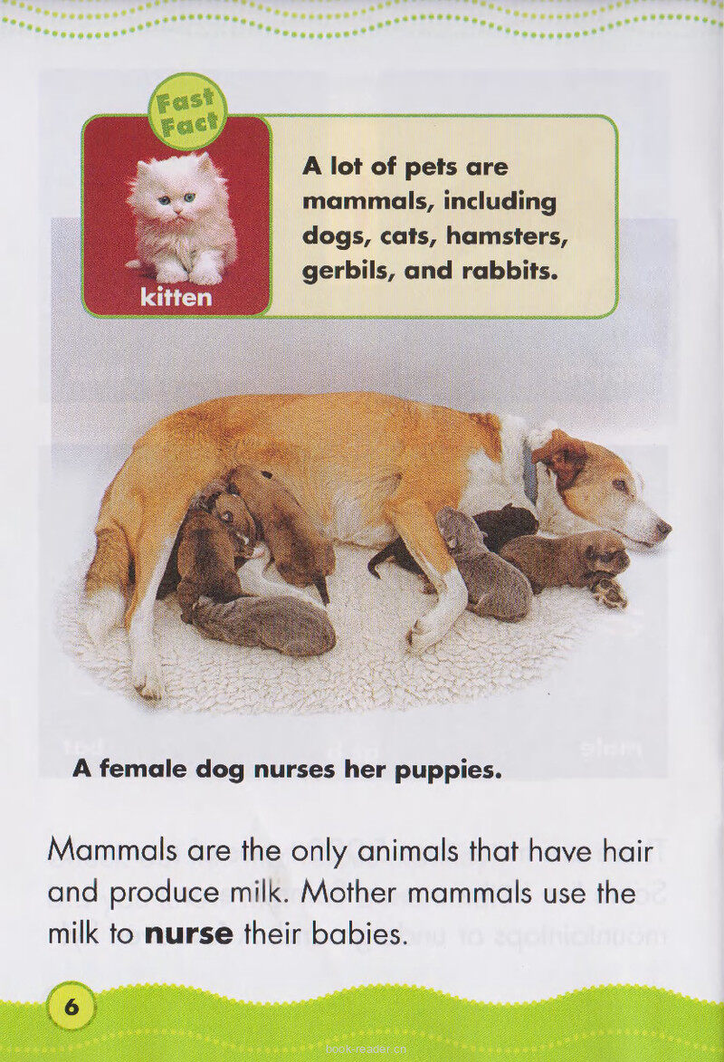 Marvelous Mammals绘本故事第5页