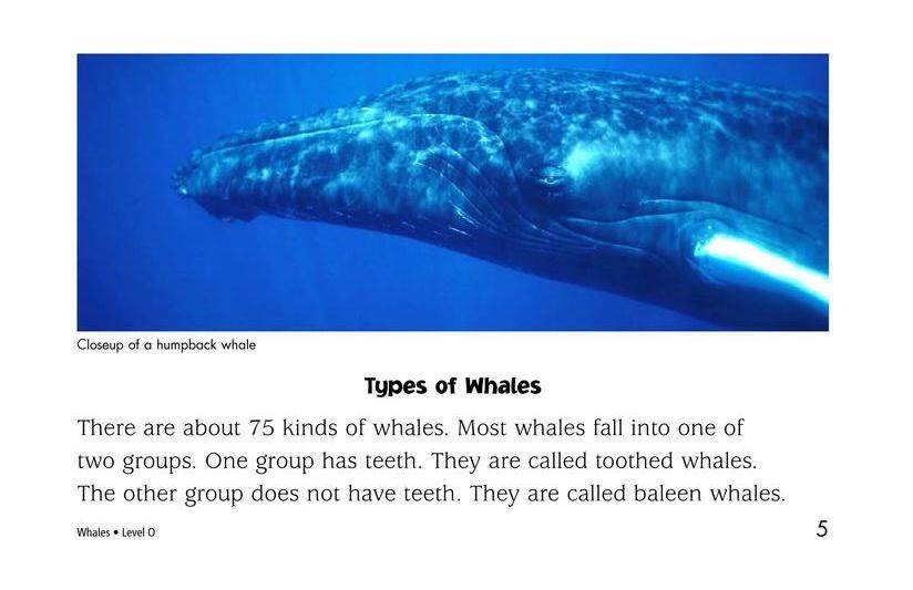 Whales绘本故事第4页