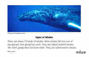Whales绘本故事第4页