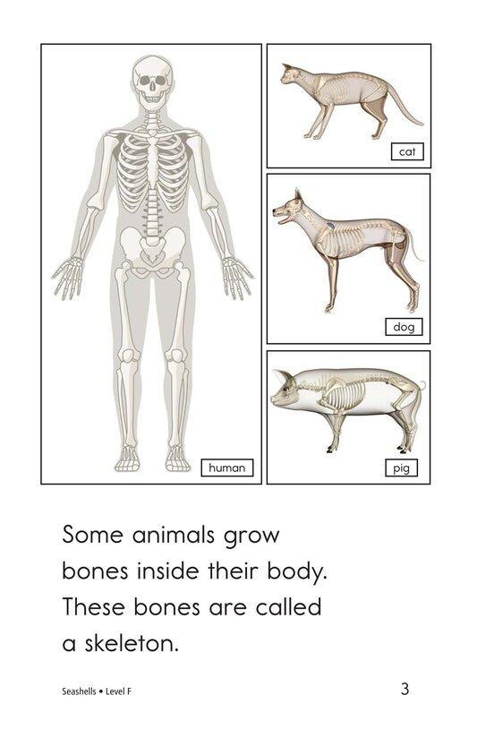Seashells绘本故事第3页