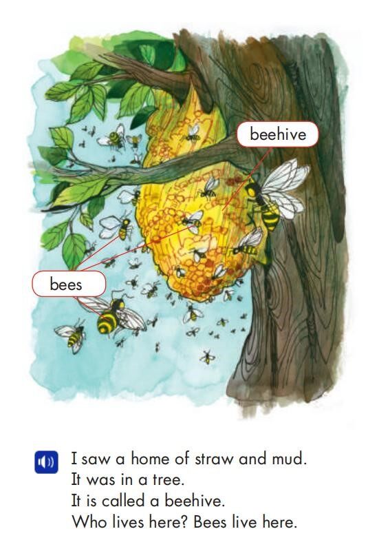 Who Lives Here绘本故事第5页