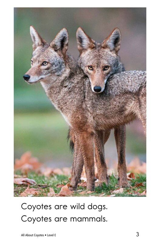 All About Coyotes绘本故事第3页