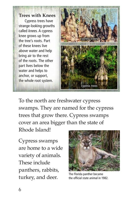 The Everglades绘本故事第5页