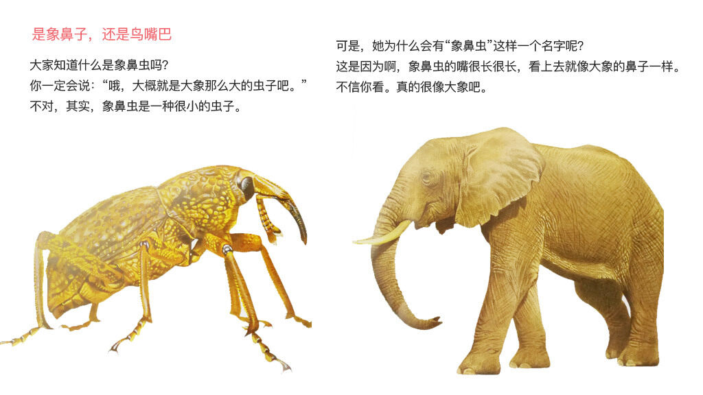 打洞专家象鼻虫绘本故事第4页