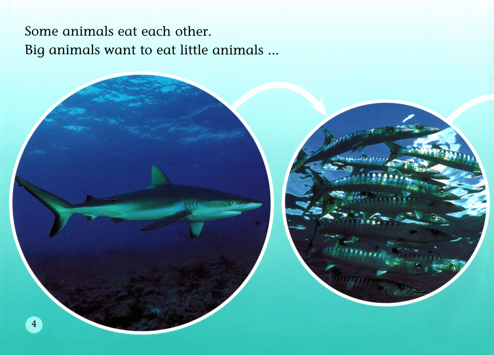 Spines,stings and teeth绘本故事第5页