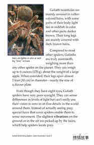 Goliath Bird Eating Spiders Giant Arachnids绘本故事第5页