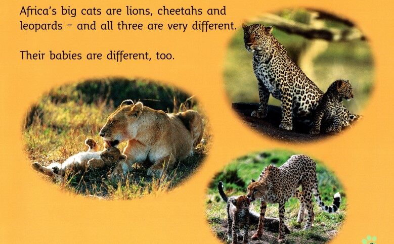 Big Cat Babies绘本故事第4页