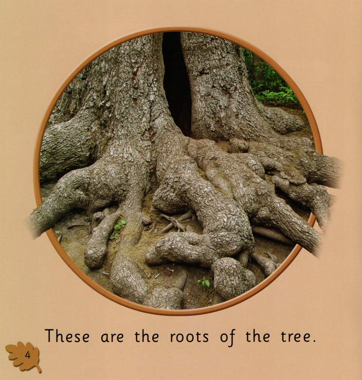 The Oak Tree绘本故事第4页