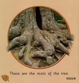 The Oak Tree绘本故事第4页