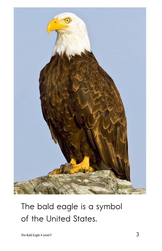 The Bald Eagle绘本故事第3页