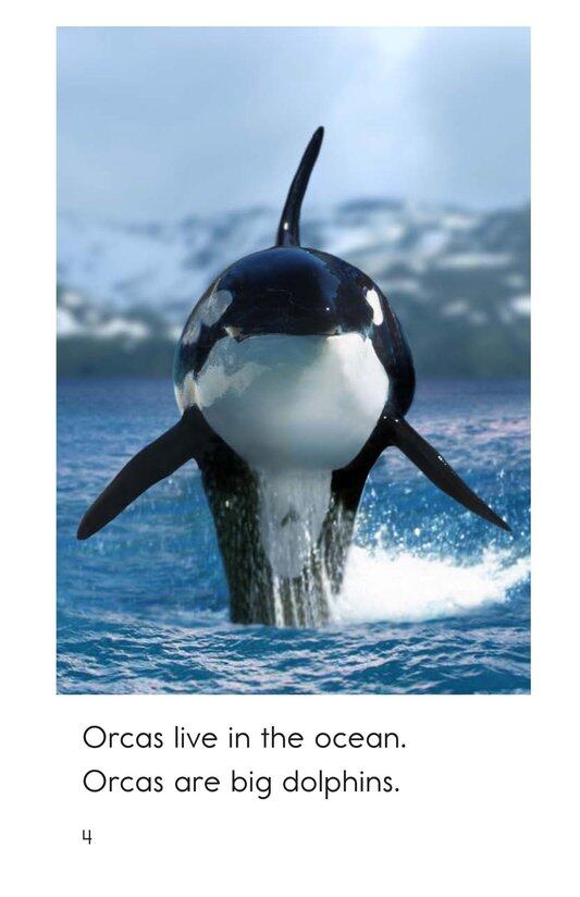 All About Orcas绘本故事第4页