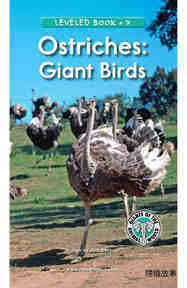 Ostriches Giant Birds