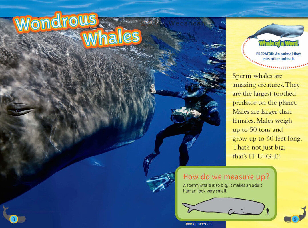 Whales绘本故事第5页