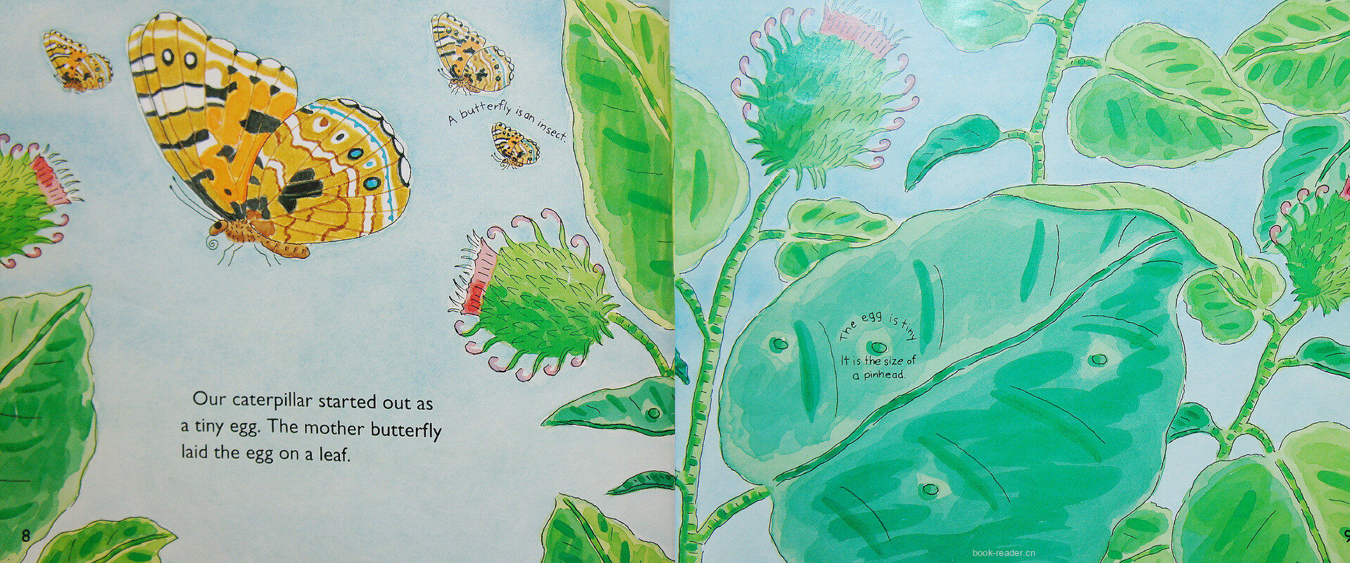 From caterpillar to butterfly绘本故事第5页