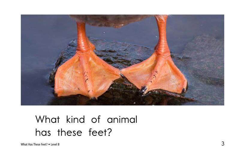 What Has These Feet绘本故事第3页