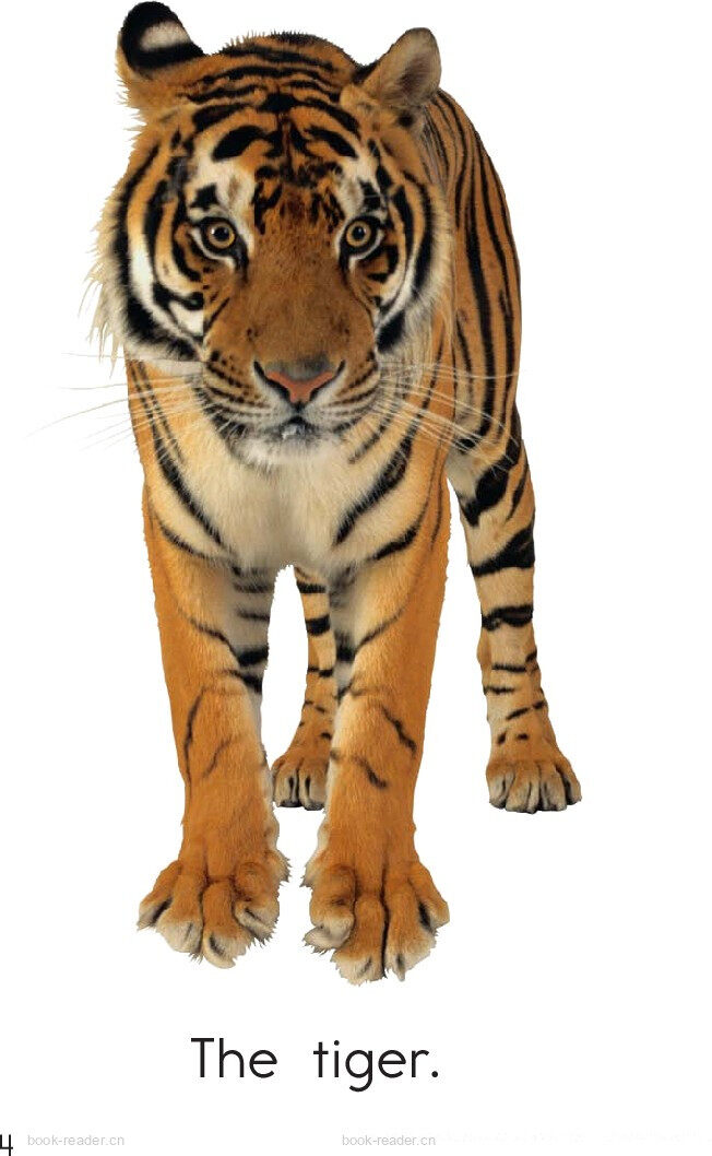 the zoo绘本故事第4页