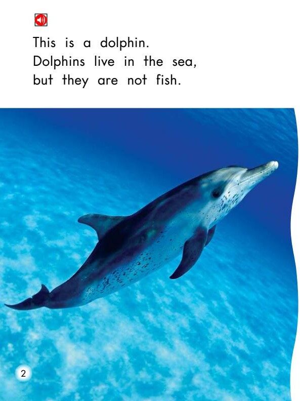 Dolphins绘本故事第3页