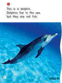 Dolphins绘本故事第3页