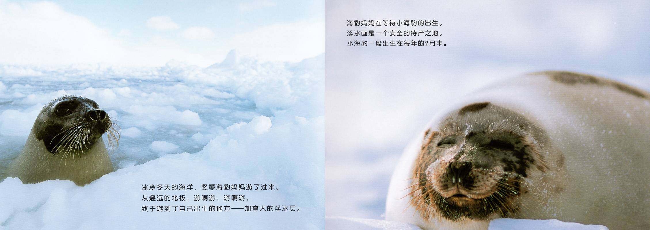 亲子绘本 竖琴海豹母子绘本故事第2页