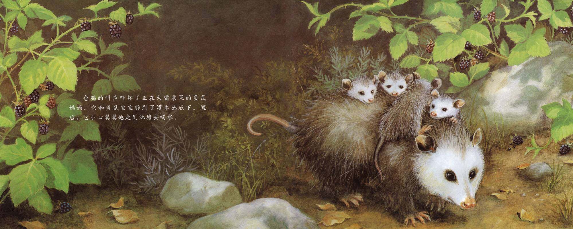 自然科学启蒙（第三辑）——夜行性动物躲在哪儿绘本故事第4页