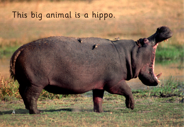 The Helper Bird绘本故事第5页