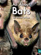 All About Bats