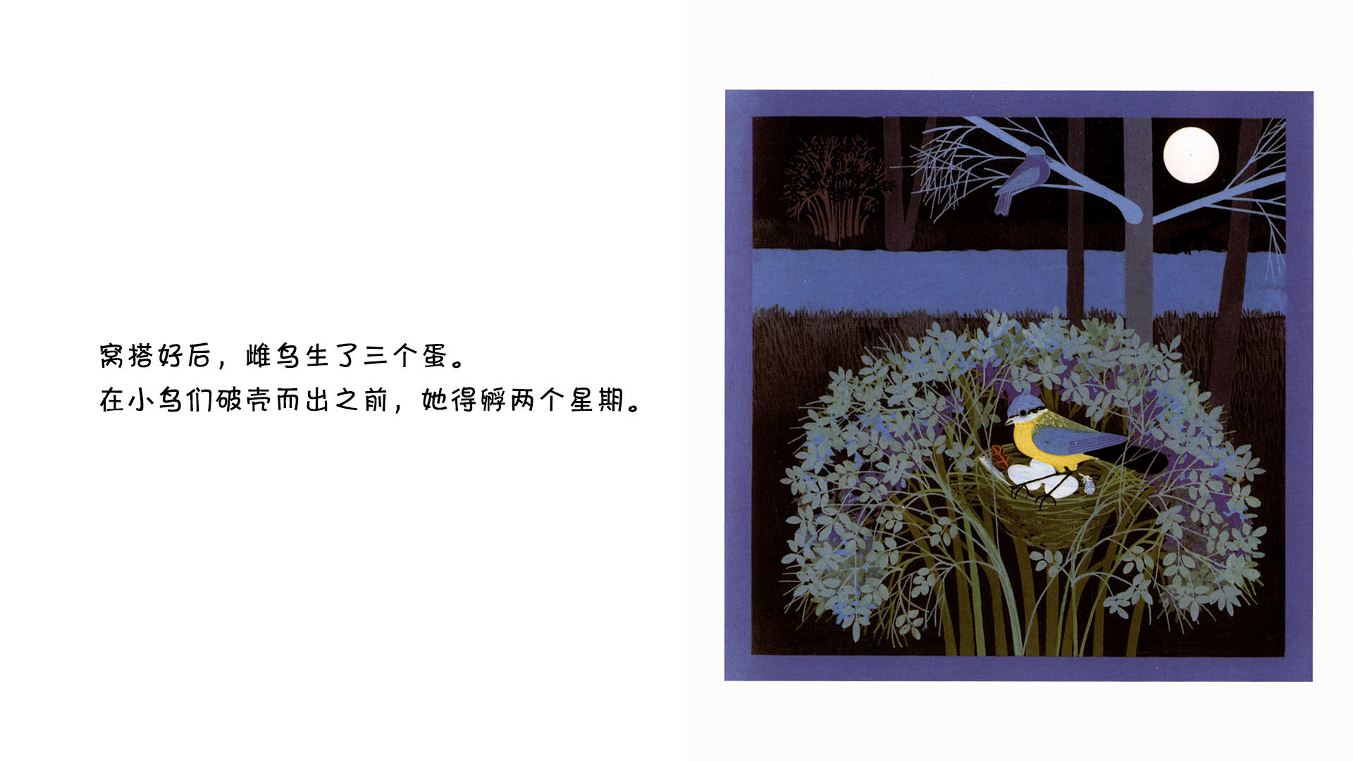 蓝冠山雀绘本故事第5页