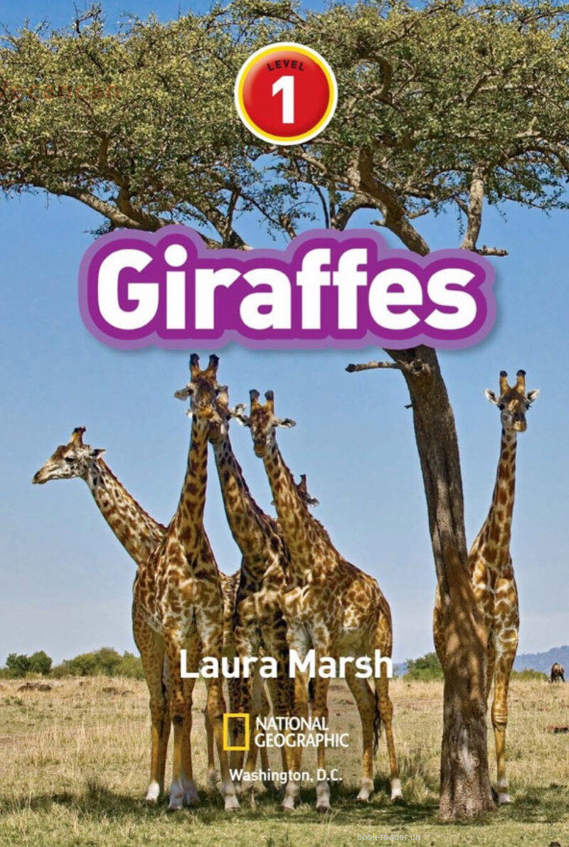 Giraffes