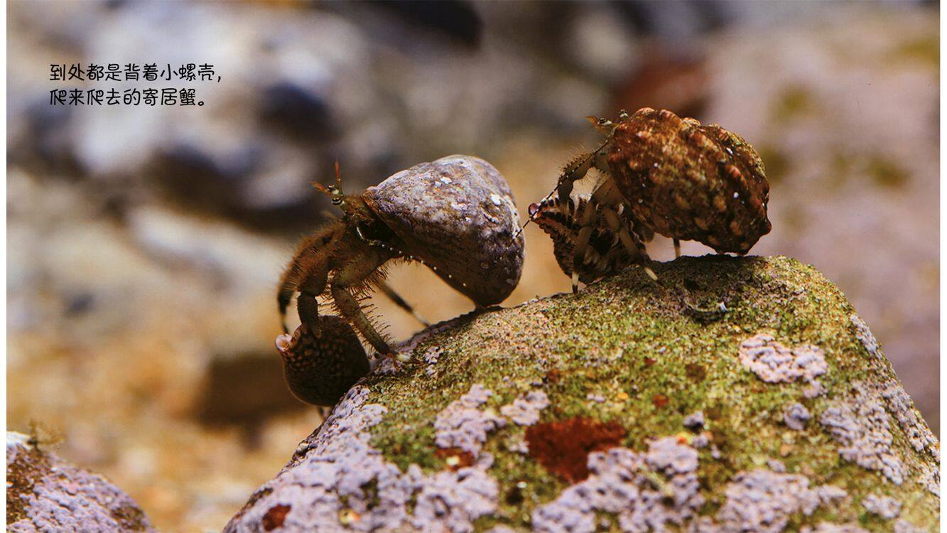 诞生了！寄居蟹绘本故事第5页