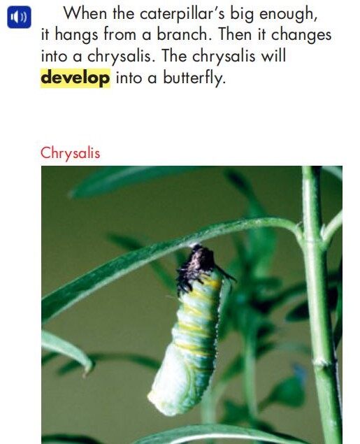 Butterflies绘本故事第5页